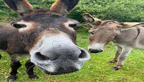 working-with-donkeys