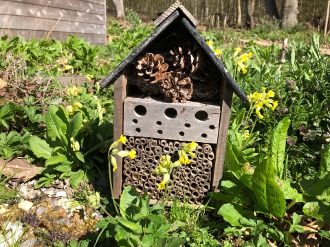 habitats-in-nature-and-creating-habitat-homes