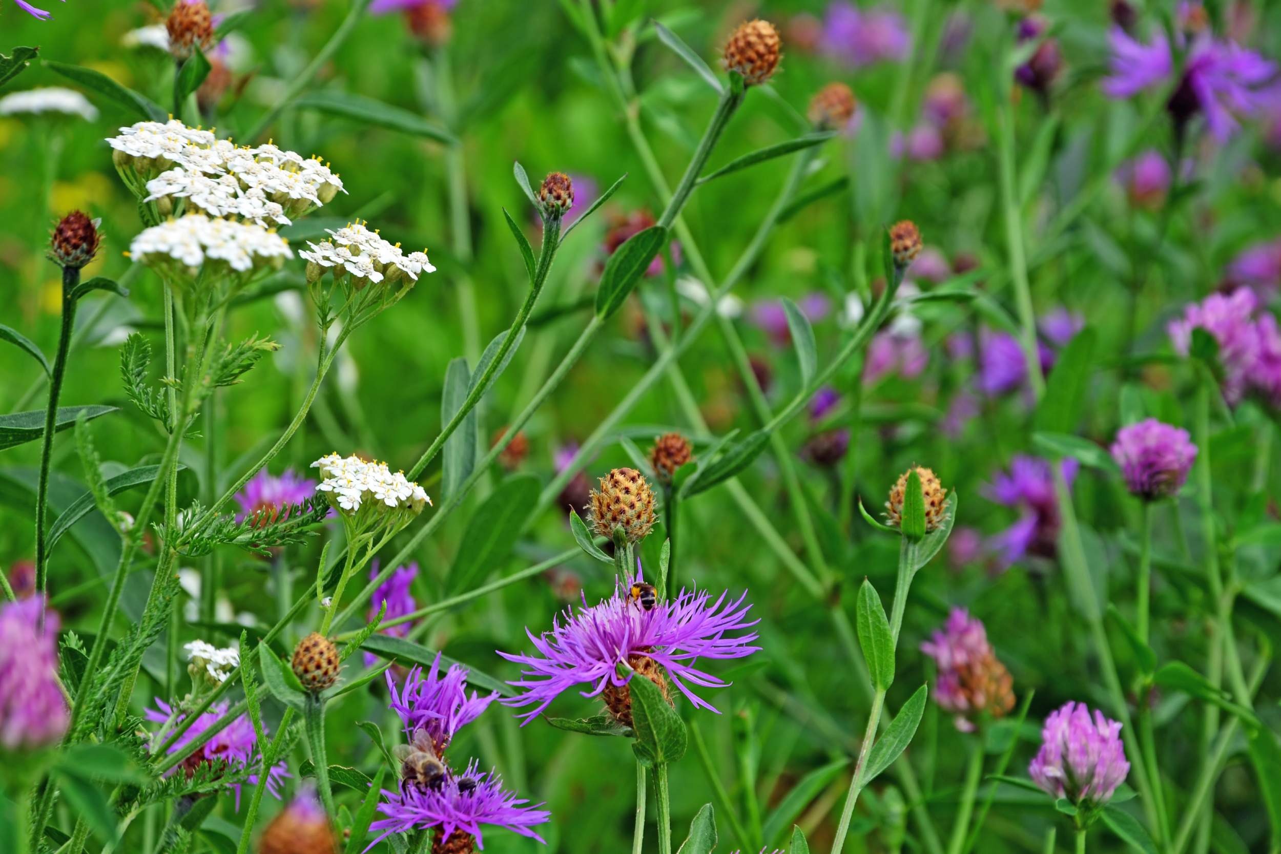 chwiliad-natur-ac-argraffiadau-clai